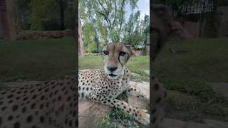 Despite not being able to roar, cheetahs can make bird-like chirping and twittering sounds.