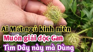 Ai mất ngủ, nóng gan nóng cơ thể |  đi tìm Dây này sử dụng nhé. PHAN HẢI Vlog