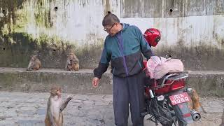 Mothers Love | Generous Man Feeding Monkey at Pashupatinath.