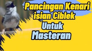 Masteran Suara Kenari Isian Ciblek | Pancingan untuk Paud Kenari