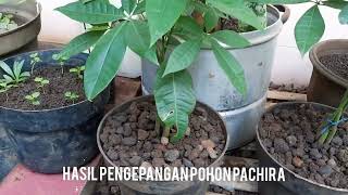 Cara Kepang Pohon Pachira Aquatica, Membentuk Pohon Karet Hias