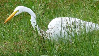 GARÇA-BRANCA-GRAND (Ardea alba)