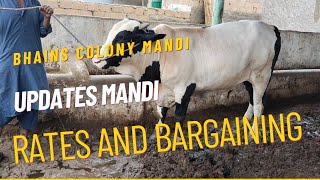 bhains colony mandi updates/ 13 august cow mandi @mandivlogswithejaz4258