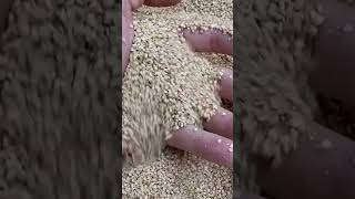 Millet Pillow - Filling Quality PineTales