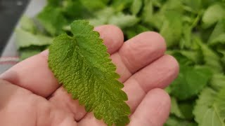 Dehydrating Lemon Balm