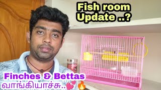 Finches & Bettas வாங்கியாச்சு..💕🔥| Finches and Bettas were added in our fishroom |