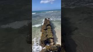 Waikiki Beach, Hawaii 🌊 🏝️ ☀️ #hawaii #beach #island #vacation #relaxing #ocean #nature