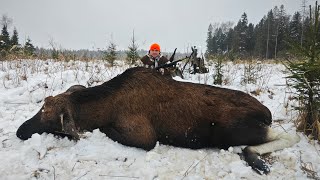 Охота НА ЛОСЯ💥Компас сбился, но быка выгнали...