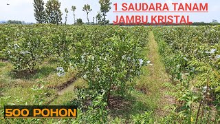 PETANI JAMBU KRISTAL