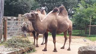 London zoo #camels say #hello! Discover #London #zoo!