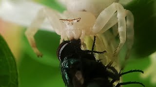 Amazing camouflage of a crab spider #shorts #nature #animallover