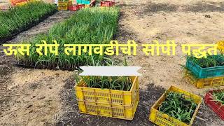 ऊस रोपे लागवडीची सोपी पद्धत | Easy way of plantation of Sugarcane | गन्ना लगाने का देसी तरीका