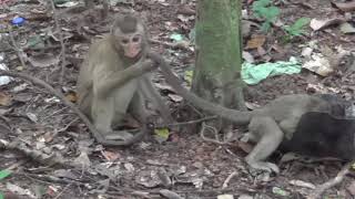 Monkey Playing Together With Baby In Jungle around Angkor Wat