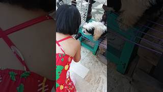 My dog wants to sing with me #shorts #cute #dog #dogs #animallover #animals #youtubeshorts #puppy