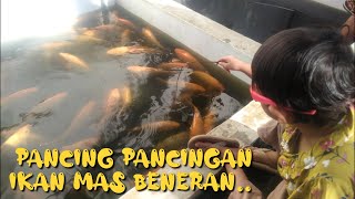 Main Pancing Pancingan Ikan Mas Beneran | Sambil Lihat Tournament Pancing | Berhadiah Total 60 Juta