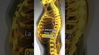 CURIOSIDADES del CUERPO HUMANO #shorts #sabiasque #datos