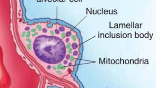 Alveolar cells