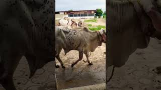 future champs playing / cow mandi 2022 @mandivlogswithejaz4258 #viral #viralshorts #viralcow