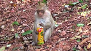 Wild Monkey Eating Mango from tourists playing together in the trees