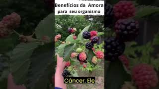 Amora é bom para os olhos, ossos, imunidade e  pele. #shortvideo #dicasnaturais #remedionatural