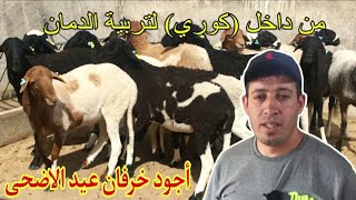 خرفان العيد من النوع الجيد بأثمنة مناسبة عند ابراهيم أحسو بتعاونية الدمان #سلالة_الدمان