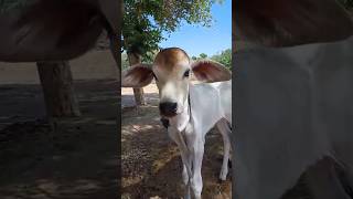 newborn Calf 🐄👌. #rajasthan #desi #kheti