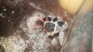 Tarantula Feeding Video 080 - Acanthoscurria chacoana