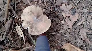 amazing mushroom 🍄