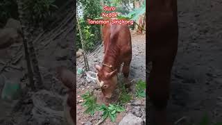 Pedet Suro || Sapi Simental Sukarno Farm