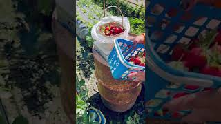 Picking of strawberry at La Trinidad farm #strawberry #shortsvideo #shortsviral #shortsfeed #travel