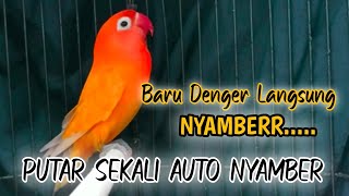 Salinan dari Masteran burung Lovebird,suara burung Lovebird ngekek panjang