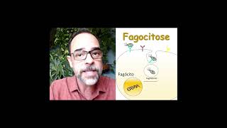 Fagocitose