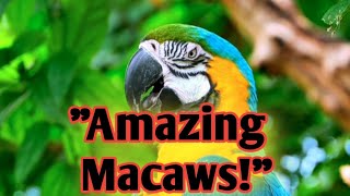 "The Majestic Macaw" | MAZING | ANIMAL | 4K