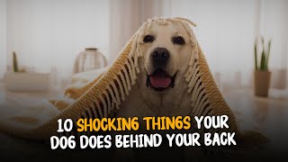 10 Shocking Things Your Dog Does Behind Your Back 🐶