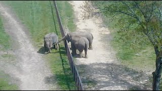 The Elephant Sanctuary | Billie Interacts with Minnie and Ronnie