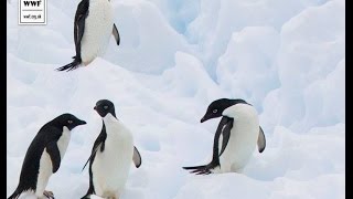 Learn About Penguins-Penguin Fun Facts