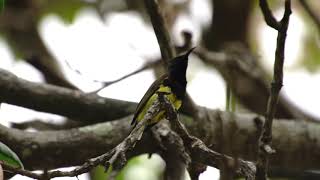 Grünrücken-Nektarvogel (Cinnyris jugularis)