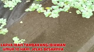 KOLAM TEMPAT PEMIJAHAN IKAN TAMBAKANG BIAWAN BERUMUR 10 HARU, TAMPAK/JELAS KELIHATAN!!!