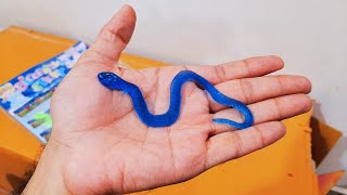 Unboxing and Review of Sticky Toy Novelty Fidget Toy Including Large Sticky Snakes