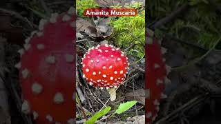 Poisonous mushroom type at Finland forest