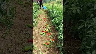 Fruitflies damaged in a bell pepper farm.!