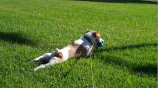 Dolly the Jack Russell Terrier and Babble Ball Playing.