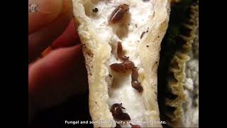 Morchella costata. Champimaginatis. English Text.