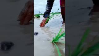 paddy crop || shorts || youtube shorts || paddy field in telugu raithu tips