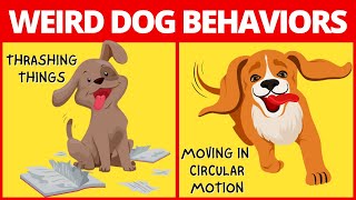 10 Weirdest Dog Behaviors Explained