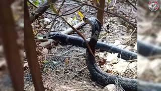 Saving cobra struggling in the wild | Animal rescue compilation