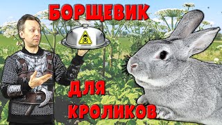 Борщевик для кроликов