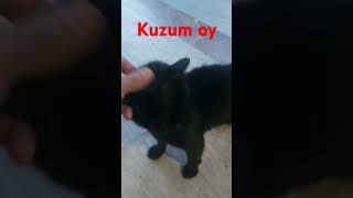 Kedi sevenler