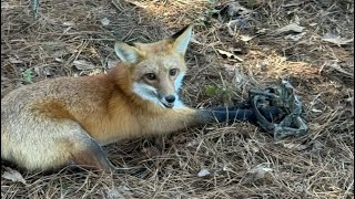 I caught a red fox on a duke 550 os. First catch ever on a foot holder