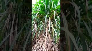 बहुत ही मोटाई और बढवार वाली गन्ने की वैरायटी,#farming #ganna #sugarcane #kisan